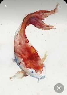 a watercolor painting of a koi fish