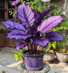 a purple potted plant sitting on top of a stone pedestal in front of some plants