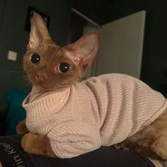 a cat wearing a sweater sitting on someone's lap