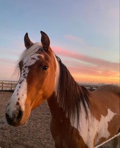 a brown and white horse standing on top of a dirt field