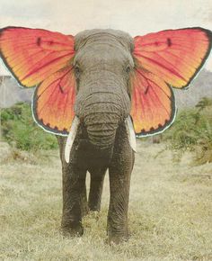 an elephant with a butterfly on its back