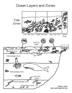 the ocean layers and zones coloring page