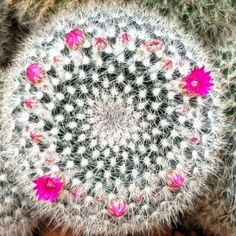 the top view of a cactus plant with pink flowers