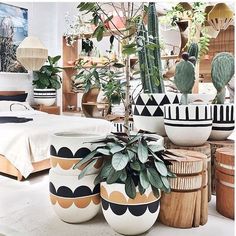 many potted plants are on display in the room