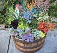 a wooden barrel filled with lots of succulents and other plants in it