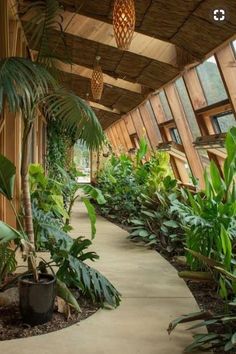 the walkway is lined with tropical plants and trees