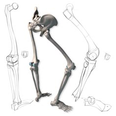 an image of a skeleton that is standing up