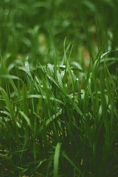 green grass with drops of water on it