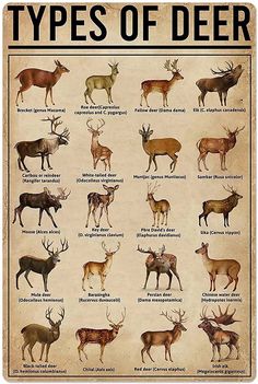 a poster with different types of deer on it's back side, including the names and