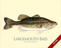 the large mouth bass is depicted in this illustration