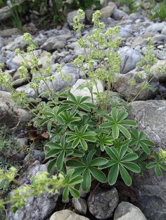 small green plants growing out of the rocks on the side of a river bed, surrounded by greenery