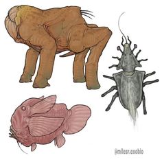 three different types of bugs and other insects