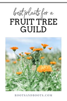 flowers with the words best plants for a fruit tree guide in front of it and an image