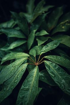 green leaves with drops of water on them