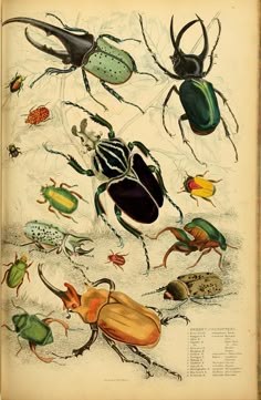 an old book with bugs and other insects on the pages, including one beetle in the center