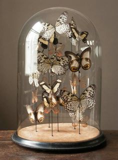 several butterflies in a glass dome on a table