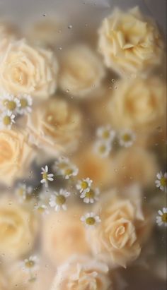 some white flowers are floating in the water