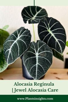 Alocasia Reginula - Jewel Alocasia Care Alocasia Black Velvet, Plant Photography, Botanical Beauty, Garden Trees, Exotic Plants