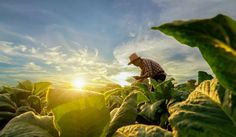 Farmer bending over crops at sunset. Paint App, Best Ipad, Our Planet Earth, Occupational Health, Light Flare, Sustainable Farming, Beat The Heat, Old Photos, Agriculture