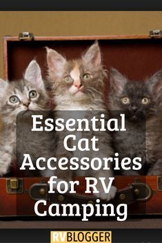 four kittens sitting in an open suitcase with the words essential cat accessories for rv camping