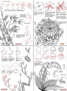 four different types of flowers and plants with chinese writing on the bottom right side,