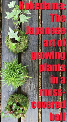 three succulent plants are growing in moss covered balls on a wooden bench that says kokedana the japanese art of growing plants in moss covered ball