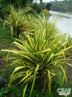 some very pretty plants by the water in the day time, it's hard to tell what kind of plant this is