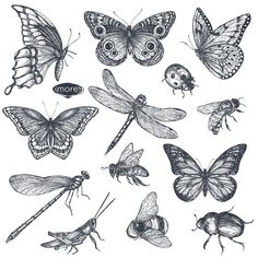 butterflies and insects drawn in ink on paper