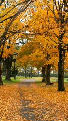 a park with lots of trees and yellow leaves on the ground next to a bench