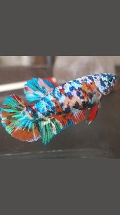 a colorful fish is swimming in an aquarium