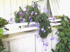 purple flowers growing on the side of a window sill