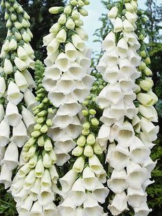 white flowers with green leaves hanging from the stems in front of some trees and bushes