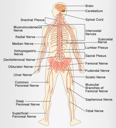 the human body and its major organs