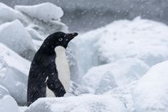 a penguin standing on top of snow covered rocks