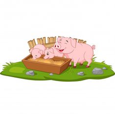 three pigs in a box on the grass