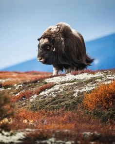 an animal standing on top of a hill covered in grass and licora plants