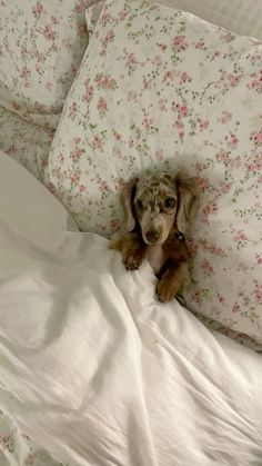 a small brown dog laying on top of a bed covered in white sheets and pillows