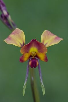 an orchid with yellow and purple flowers on it's petals, in front of a green background