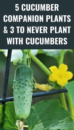 cucumber growing in the garden with text overlay that reads, 5 cucumber companion plants & 3 to never plant with cucumbers