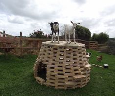 two goats standing on top of a wooden structure in the middle of a grassy field