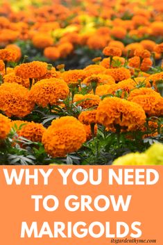 many orange flowers with the words why you need to grow mariigos on them