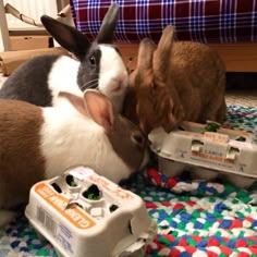 two rabbits are playing with an egg carton and another rabbit is eating from it