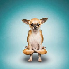 a small chihuahua dog sitting on top of a stuffed animal toy in front of a blue background