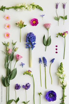 various flowers are arranged on a white surface