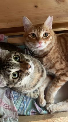 two cats laying on top of each other under a bed frame, one looking up at the camera