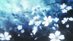 some white flowers in the middle of blue and black background with blurry light coming from them