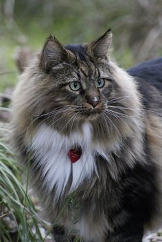 a long haired cat walking in the grass