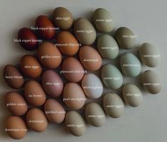 an image of eggs labeled in different languages