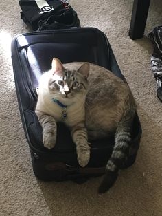 a cat laying on top of a piece of luggage in the middle of carpeted room