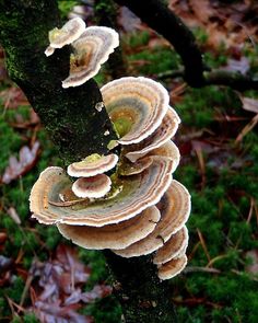 a group of mushrooms growing on a tree branch